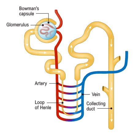 Silent-killer-rental-tubules
