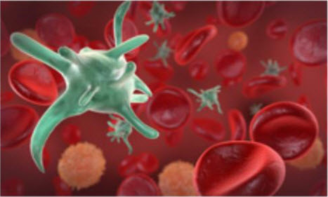 Platelets