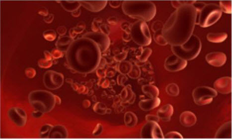 Red Blood Cells