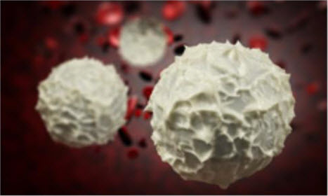 White Blood Cells